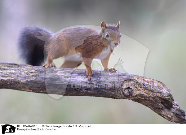 Europisches Eichhrnchen / Eurasian red squirrel / DV-04013
