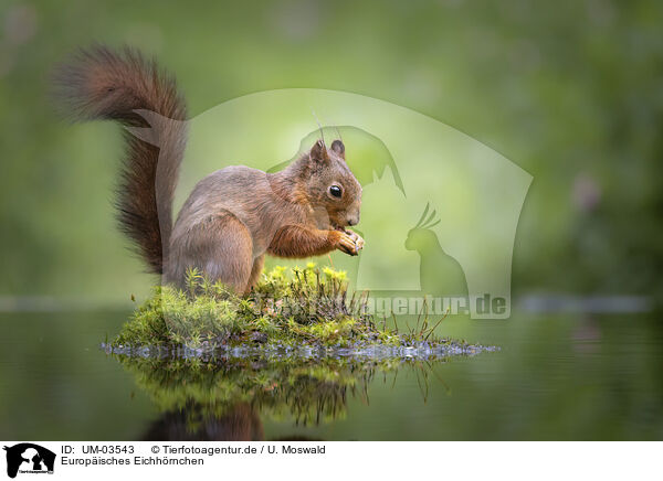 Europisches Eichhrnchen / European Squirrel / UM-03543
