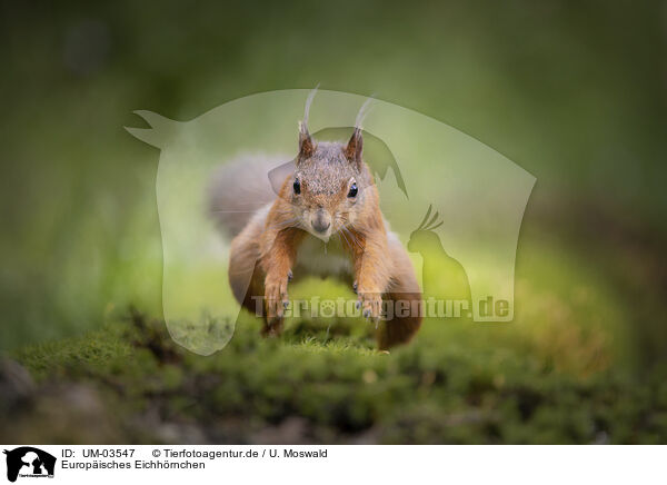 Europisches Eichhrnchen / European Squirrel / UM-03547