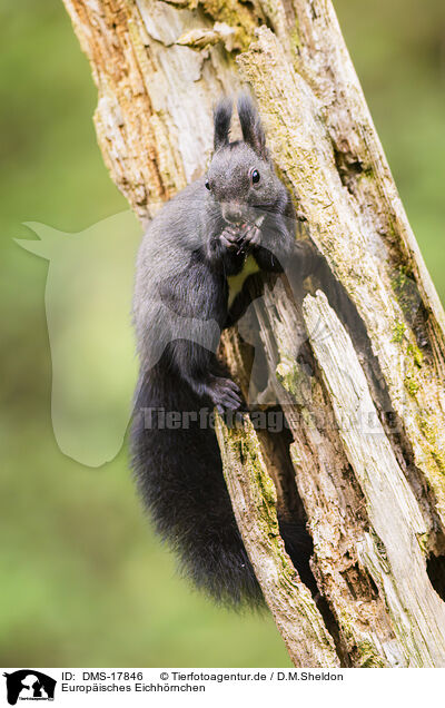 Europ�isches Eichh�rnchen / european squirrel / DMS-17846