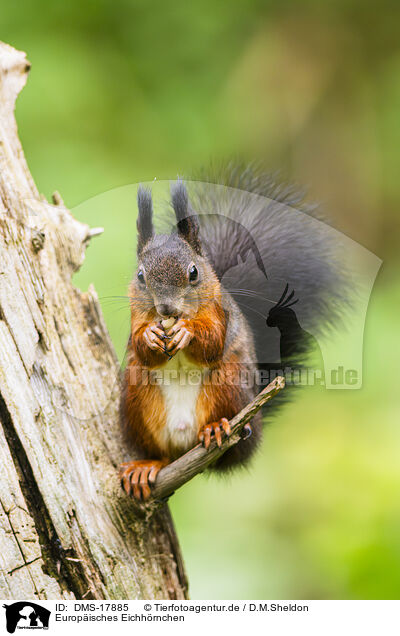 Europ�isches Eichh�rnchen / european squirrel / DMS-17885