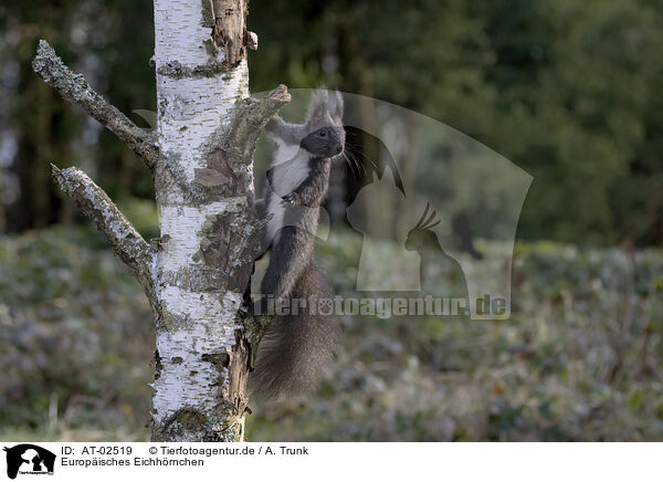 Europ�isches Eichh�rnchen / European Squirrel / AT-02519