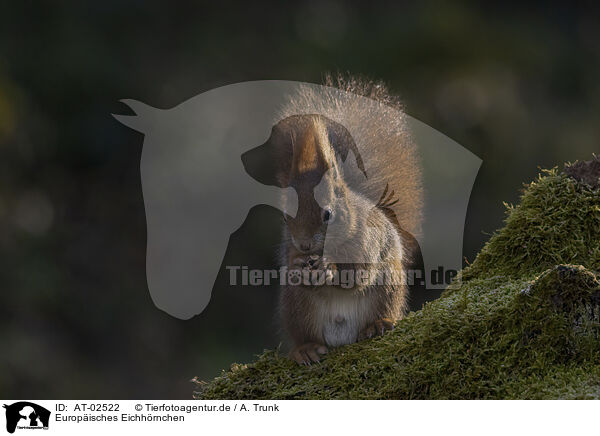 Europ�isches Eichh�rnchen / European Squirrel / AT-02522