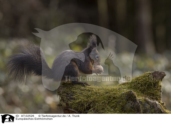 Europ�isches Eichh�rnchen / European Squirrel / AT-02526