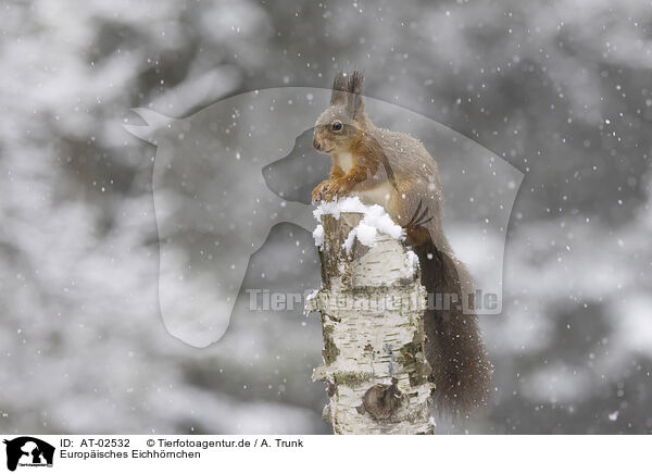 Europ�isches Eichh�rnchen / European Squirrel / AT-02532