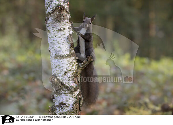 Europ�isches Eichh�rnchen / European Squirrel / AT-02534