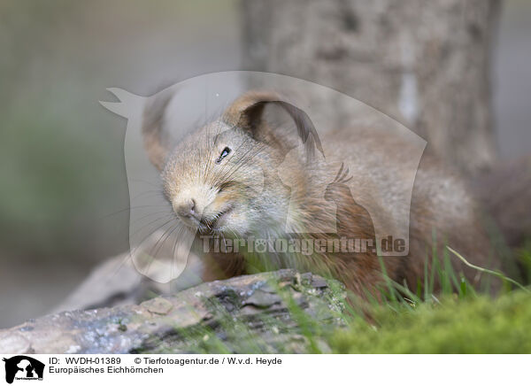 Europ�isches Eichh�rnchen / European Squirrel / WVDH-01389