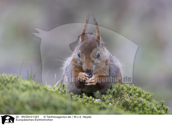 Europ�isches Eichh�rnchen / European Squirrel / WVDH-01397