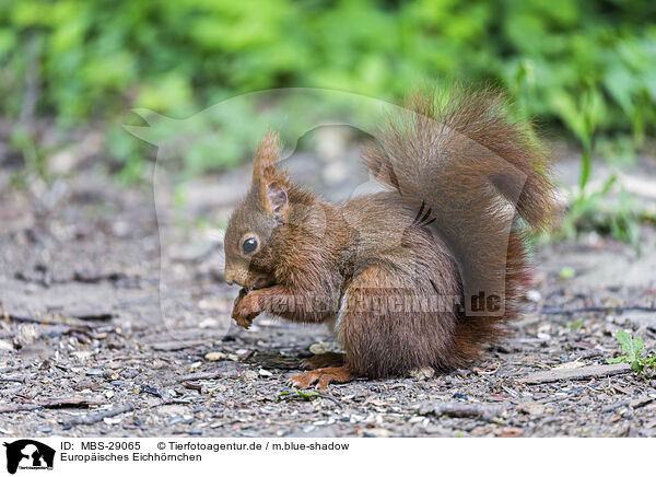 Europ�isches Eichh�rnchen / European Squirrel / MBS-29065
