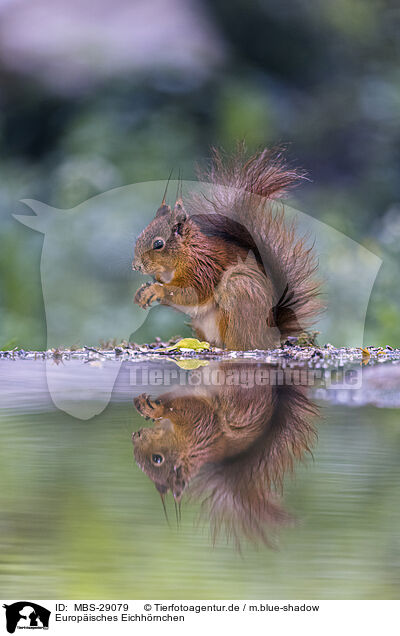 Europ�isches Eichh�rnchen / European Squirrel / MBS-29079