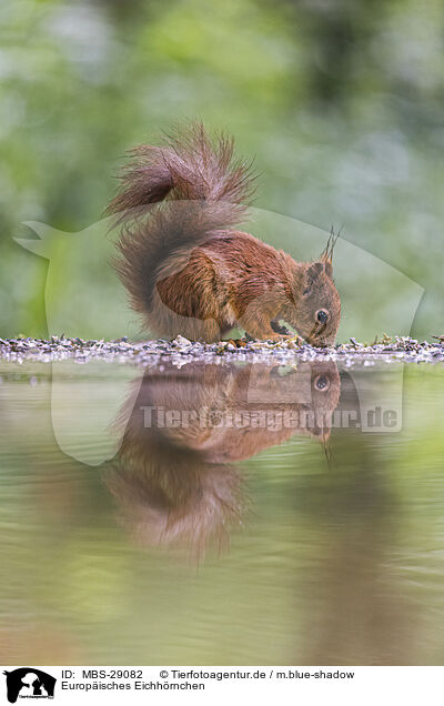 Europ�isches Eichh�rnchen / European Squirrel / MBS-29082