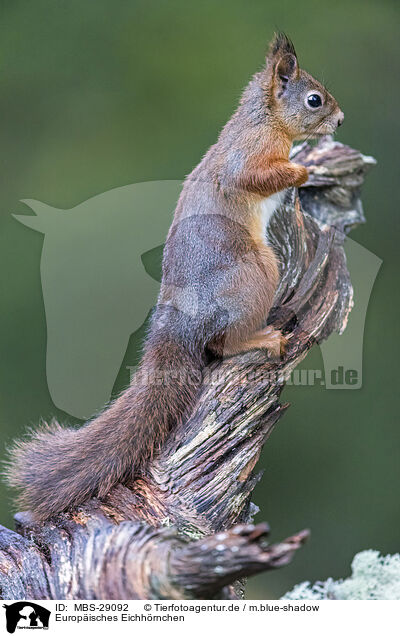Europ�isches Eichh�rnchen / European Squirrel / MBS-29092