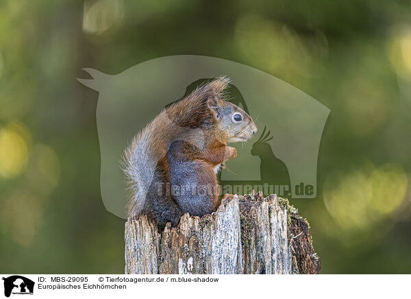 Europ�isches Eichh�rnchen / European Squirrel / MBS-29095