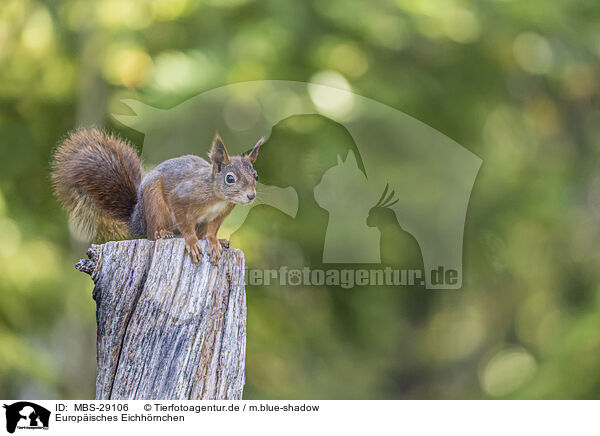Europ�isches Eichh�rnchen / European Squirrel / MBS-29106