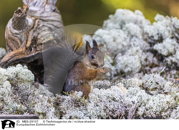 Europ�isches Eichh�rnchen / European Squirrel / MBS-29107