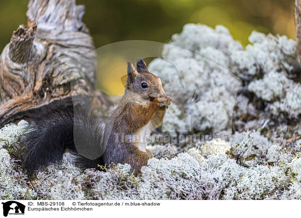 Europ�isches Eichh�rnchen / European Squirrel / MBS-29108