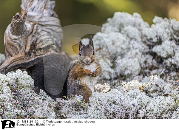 Europ�isches Eichh�rnchen / European Squirrel / MBS-29109