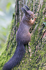 Europisches Eichhrnchen