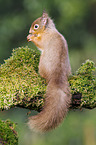 Europisches Eichhrnchen