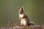 Europisches Eichhrnchen