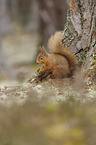 Europisches Eichhrnchen