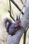 Europ�isches Eichh�rnchen