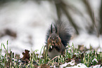 Europäisches Eichhörnchen