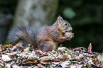 Europisches Eichhrnchen