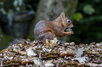 Europisches Eichhrnchen
