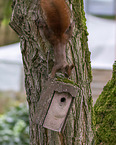 Europäisches Eichhörnchen
