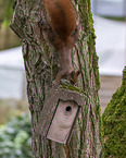 Europisches Eichhrnchen