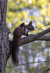 Europäisches Eichhörnchen
