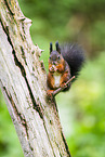Europ�isches Eichh�rnchen