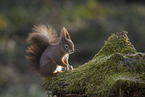 Europ�isches Eichh�rnchen