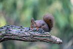 Europ�isches Eichh�rnchen
