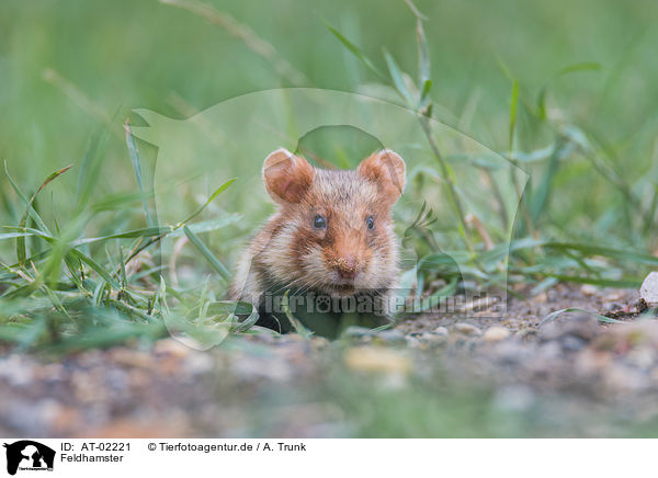 Feldhamster / AT-02221