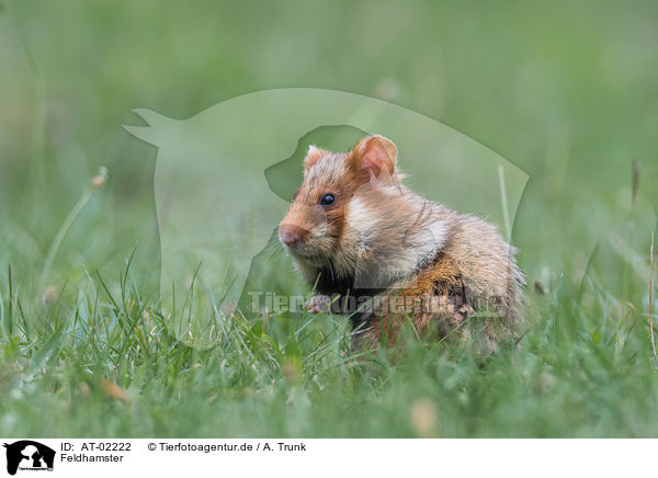Feldhamster / Eurasian hamster / AT-02222