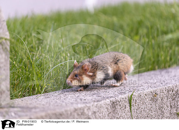 Feldhamster / PW-01903