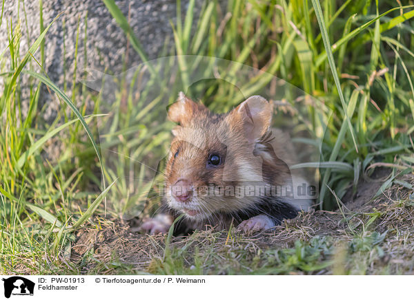 Feldhamster / PW-01913
