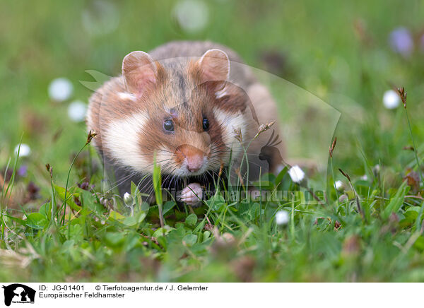 Europischer Feldhamster / Eurasian hamster / JG-01401