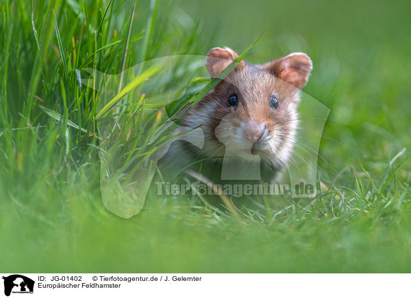 Europischer Feldhamster / Eurasian hamster / JG-01402