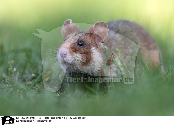 Europischer Feldhamster / Eurasian hamster / JG-01405
