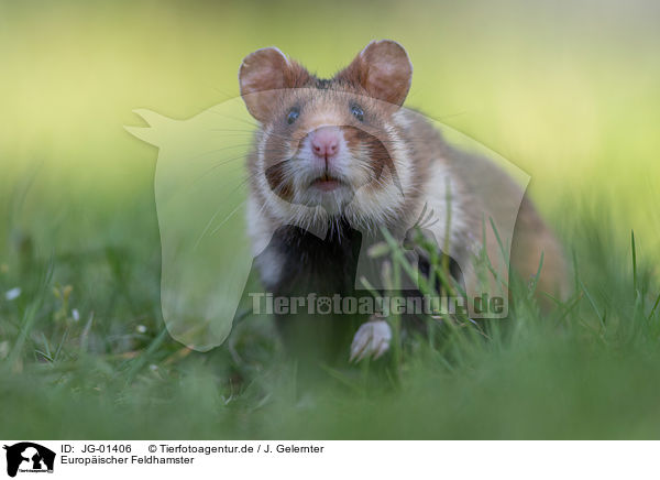 Europischer Feldhamster / Eurasian hamster / JG-01406