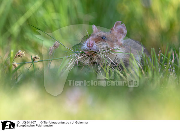 Europischer Feldhamster / Eurasian hamster / JG-01407