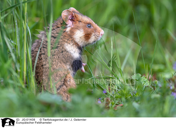 Europischer Feldhamster / Eurasian hamster / JG-01408