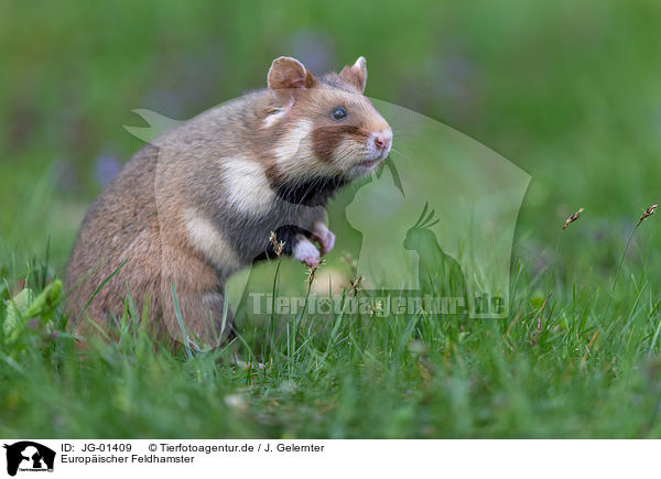 Europischer Feldhamster / Eurasian hamster / JG-01409
