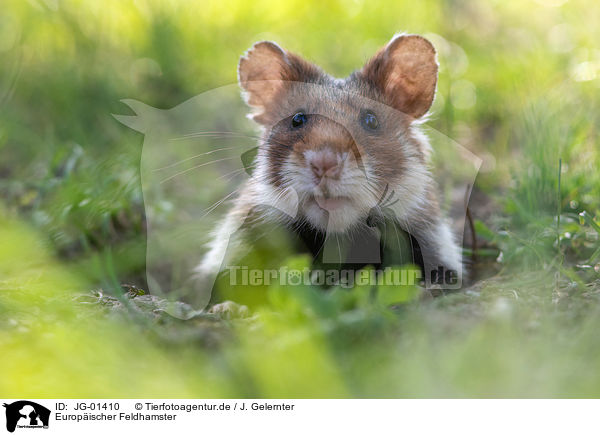 Europischer Feldhamster / Eurasian hamster / JG-01410