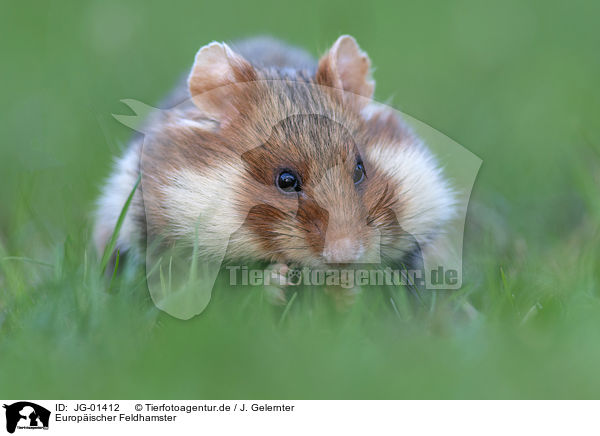 Europischer Feldhamster / Eurasian hamster / JG-01412
