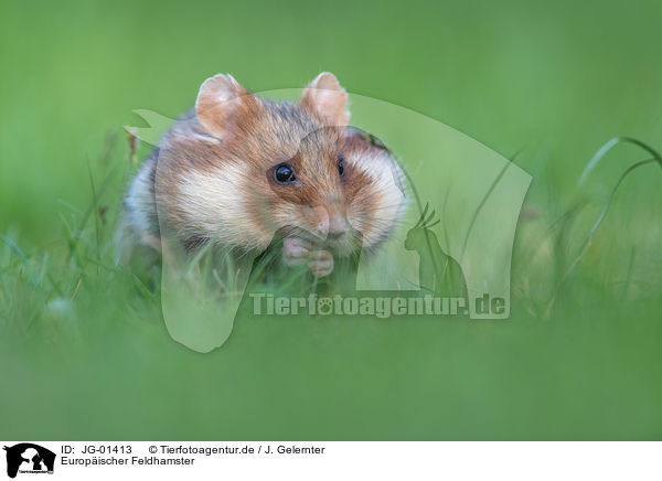Europischer Feldhamster / Eurasian hamster / JG-01413