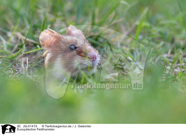 Europischer Feldhamster / Eurasian hamster / JG-01415